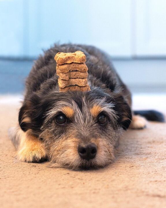 Dog Treat 500g POUCH - Litterly