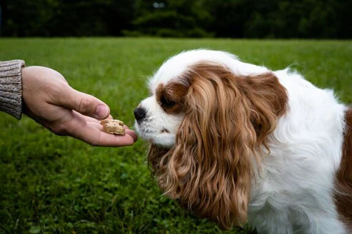 Set Of Three Dog Treats - Litterly