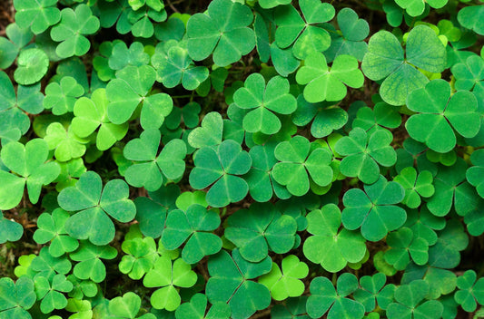 St. Patrick’s Day: A Celebration of Fun, Friends, and Irish Spirit!
